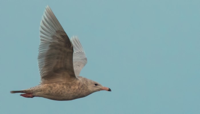 Glaucous Gull