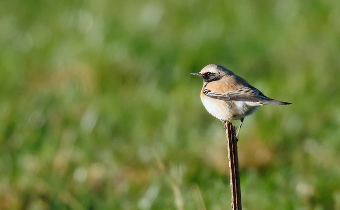 Desert Wheatear