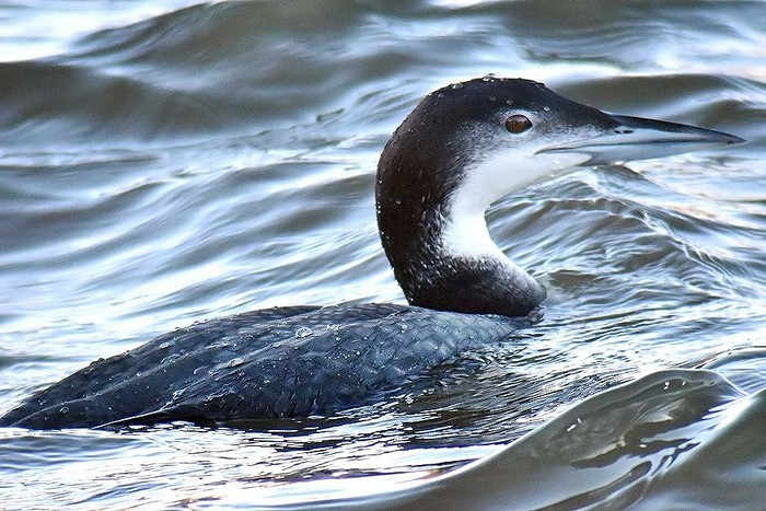 Great Northern Diver
