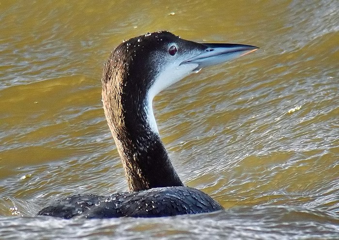 Great Northern Diver