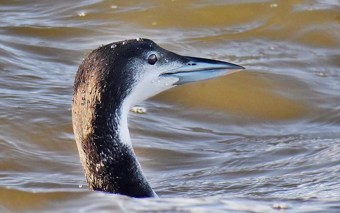 Great Northern Diver