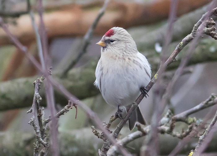 Coues's Arctic Redpoll