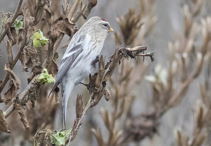 Coues's Arctic Redpoll