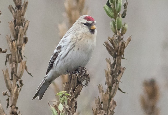 Coues's Arctic Redpoll