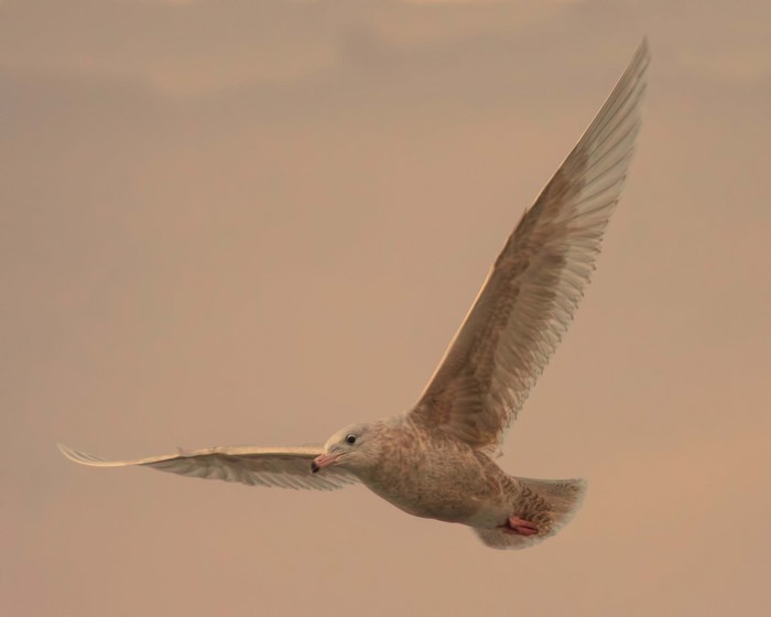 Glaucous Gull
