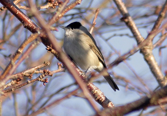 Blackcap