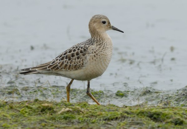 Buff-breasted Sandpiper