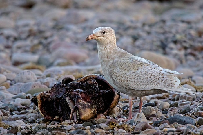 Glaucous Gull