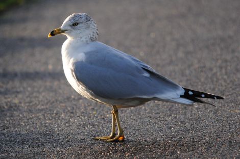 Ring-billed Gull