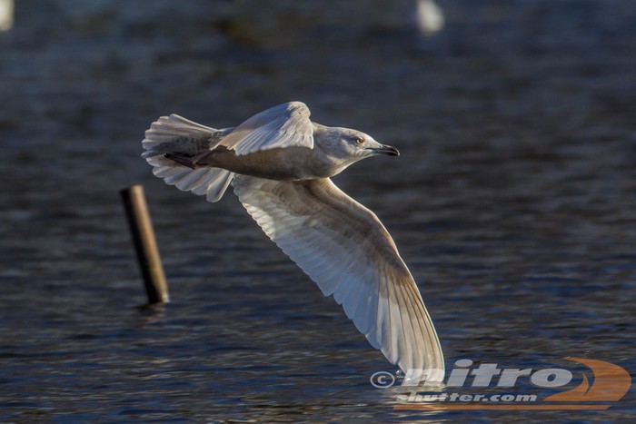 Iceland Gull