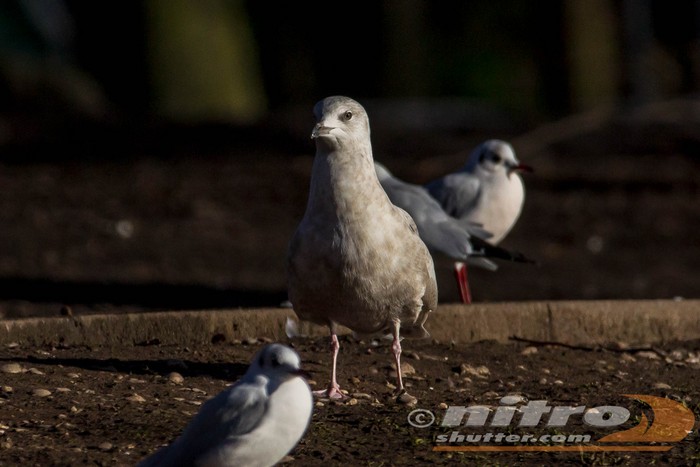 Iceland Gull