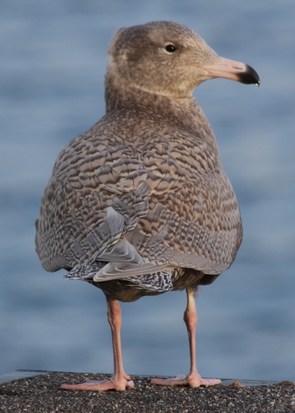 Glaucous Gull