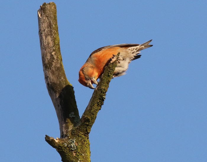 Parrot Crossbill