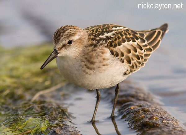 Little Stint
