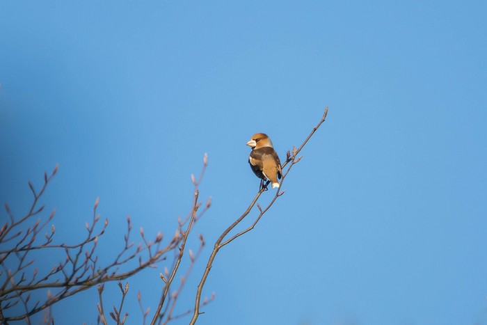 Hawfinch