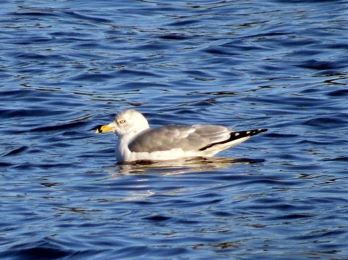 Ring-billed Gull