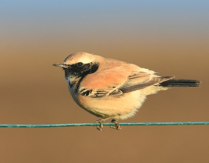 Desert Wheatear