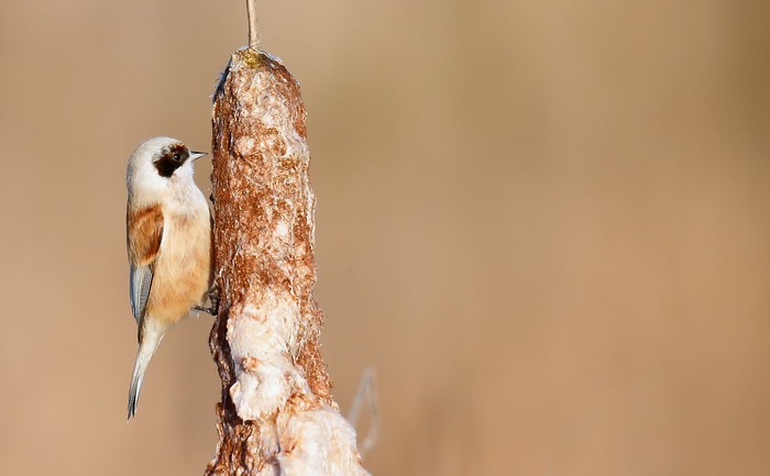 Penduline Tit