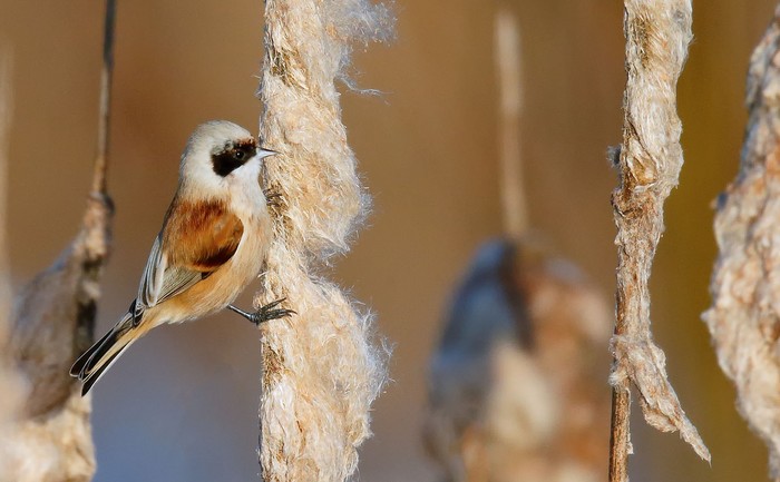 Penduline Tit