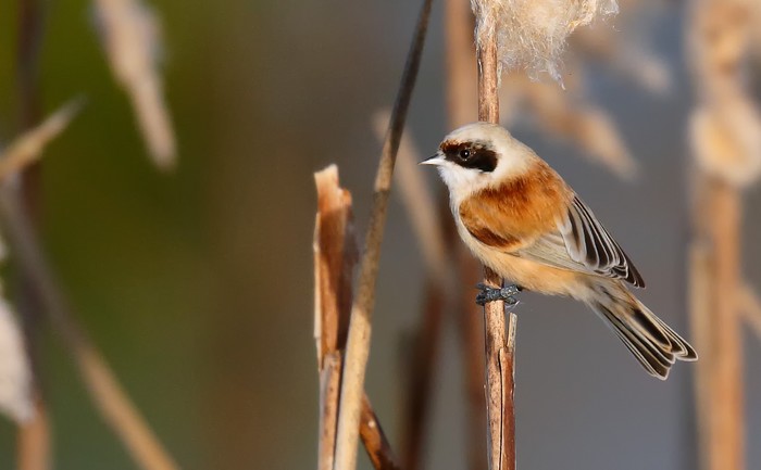 Penduline Tit