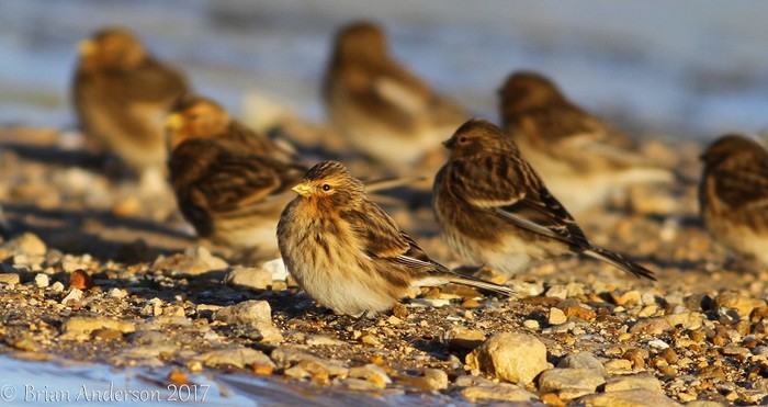 Twite