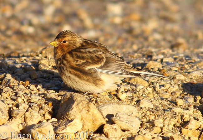 Twite