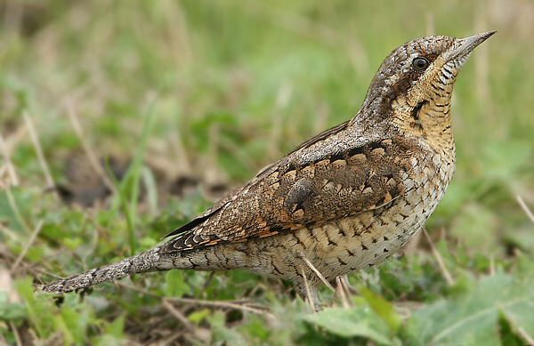 Wryneck