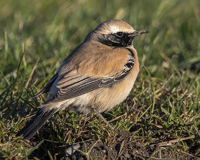 Desert Wheatear