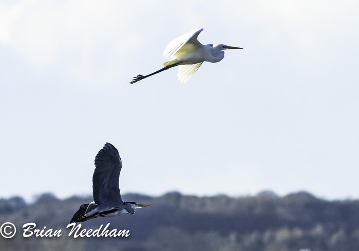 Great White Egret