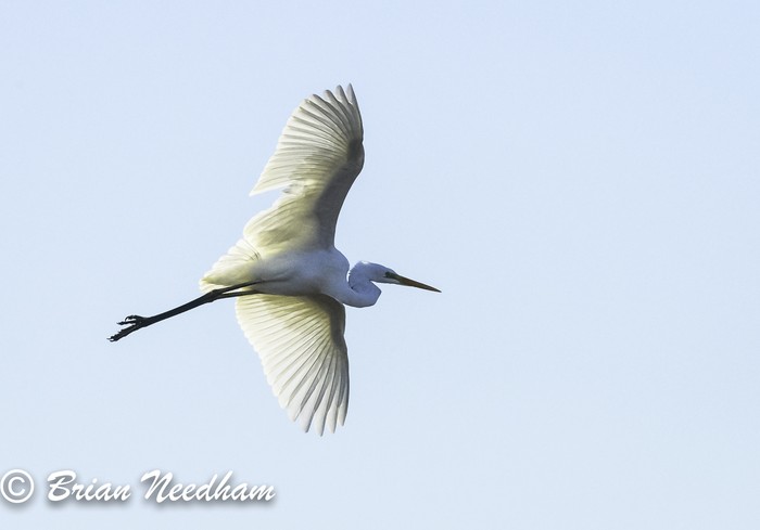 Great White Egret