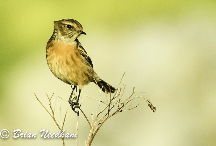 Stonechat