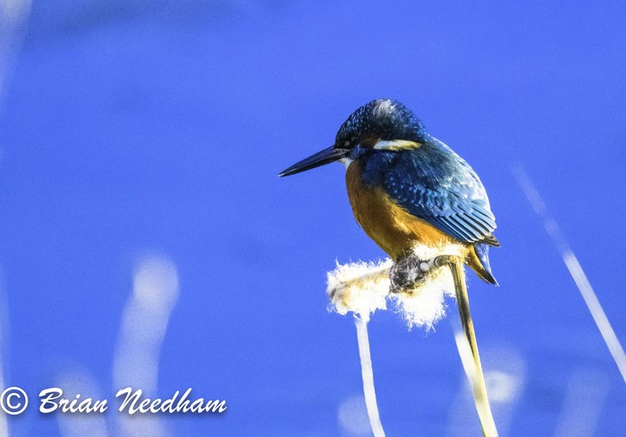 Kingfisher
