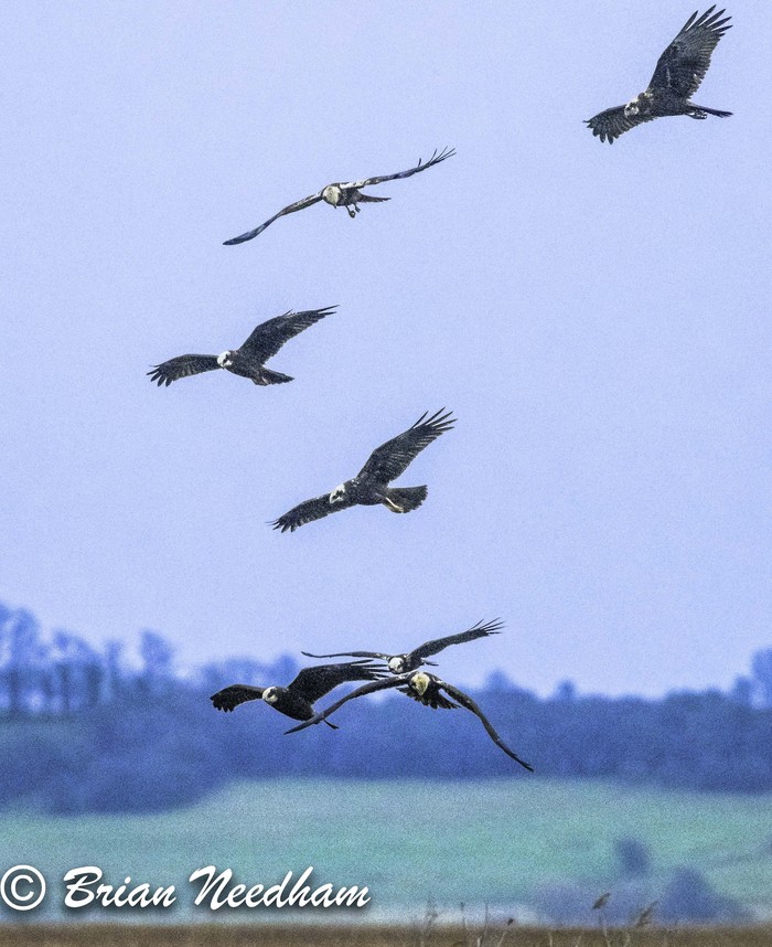 Marsh Harrier