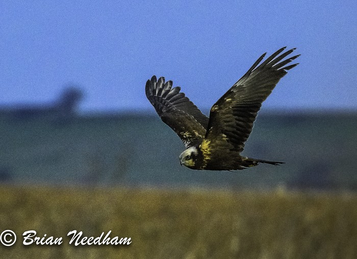 Marsh Harrier
