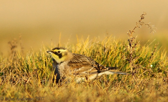 Shorelark