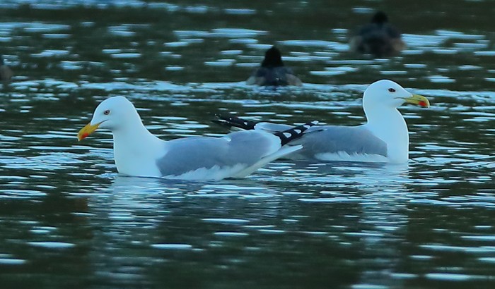 Yellow-legged Gull