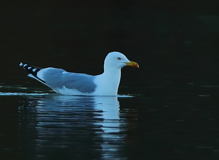 Yellow-legged Gull