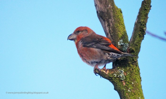 Parrot Crossbill