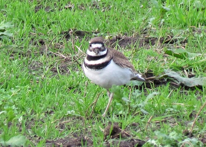 Killdeer
