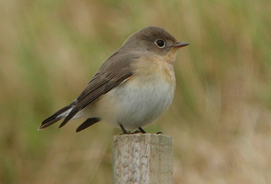 Red-breasted Flycatcher
