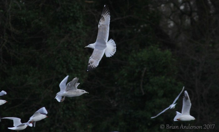 Caspian Gull