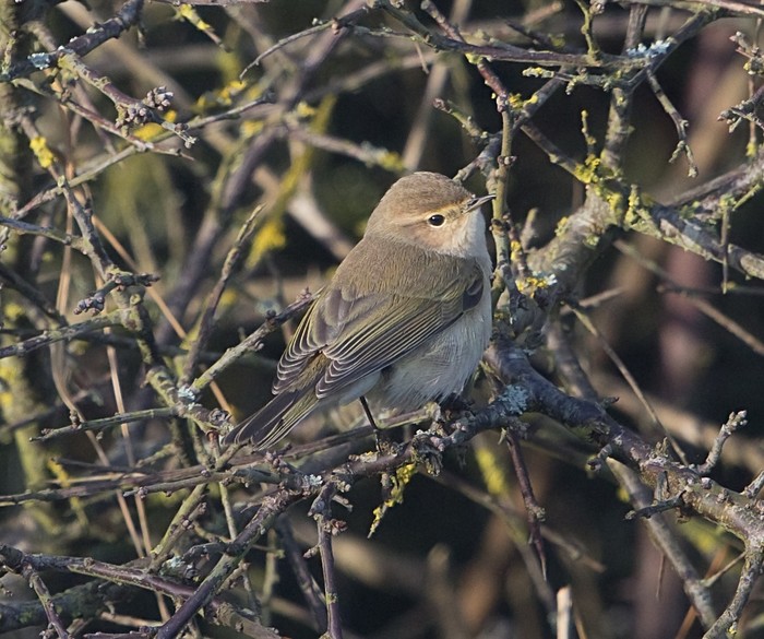 Siberian Chiffchaff