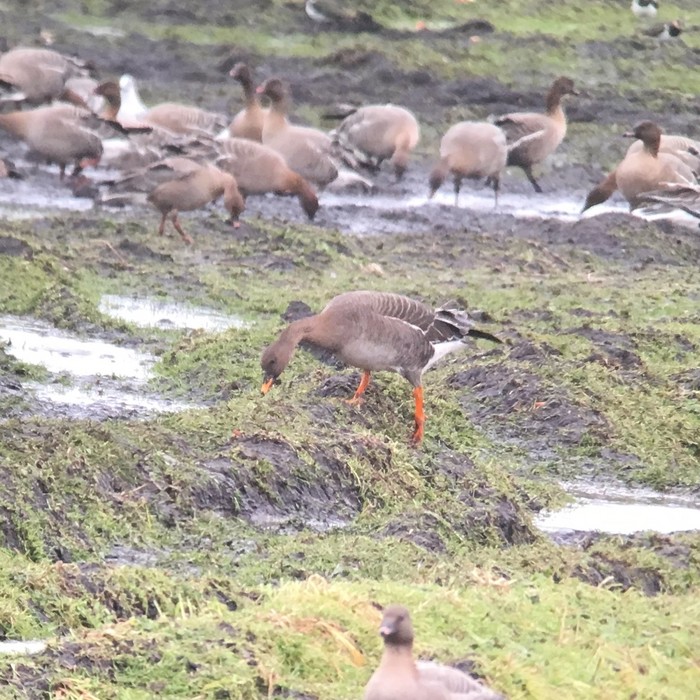 Tundra Bean Goose