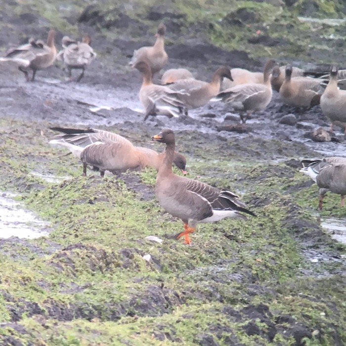 Tundra Bean Goose