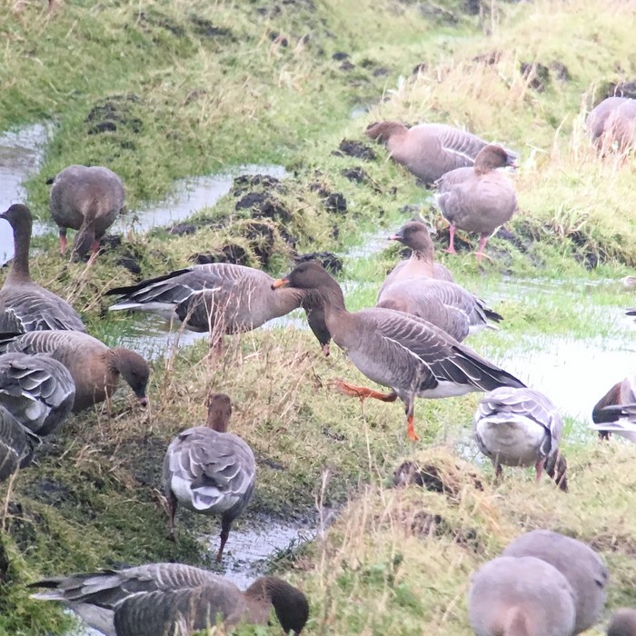 Tundra Bean Goose