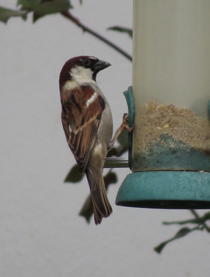 Italian Sparrow