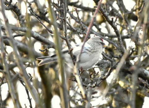 Coues's Arctic Redpoll