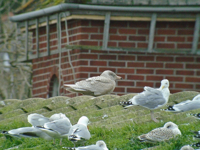 Glaucous Gull