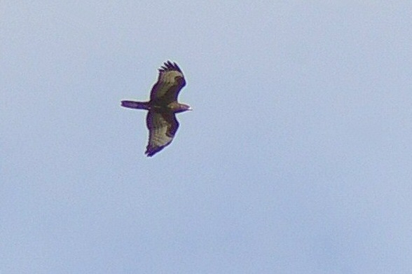 Honey Buzzard