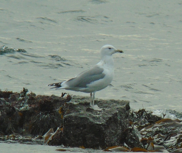 Caspian Gull
